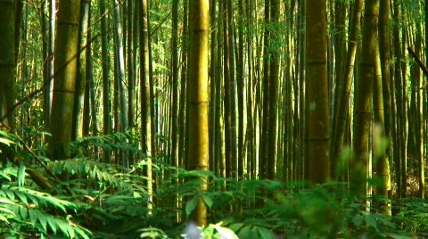 Bamboo forest Stock Footage