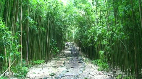 Bamboo forest Stock Footage 22484255