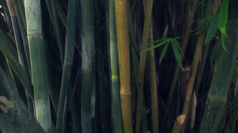 Bamboo forest Stock-Footage 26633383