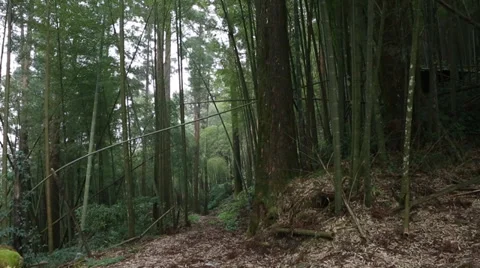 Bamboo Forest Stock Footage 34515593