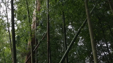 Bamboo Forest Stock Footage 34515689
