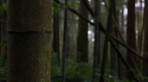 Bamboo Forest Stock Footage 34515743
