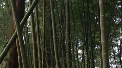 Bamboo Forest Stock Footage 34515753