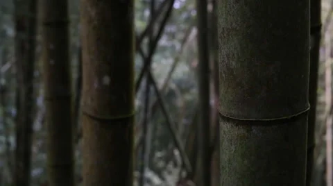 Bamboo Forest Stock Footage 34520113