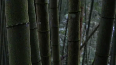 Bamboo Forest Stock Footage 34520167