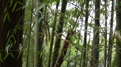Bamboo Forest Stock Footage 34520186