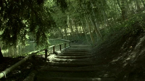 Bamboo Forest Stock Footage 41536601