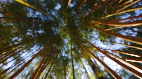 Bamboo Forest Stock Footage 50089415