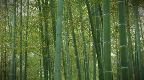 Bamboo forest Stock-Footage 50608914
