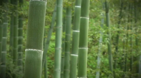 Bamboo forest Video stock 50609075
