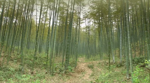 Bamboo forest Video stock 50609859