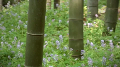 Bamboo forest Stock-Footage 50647399
