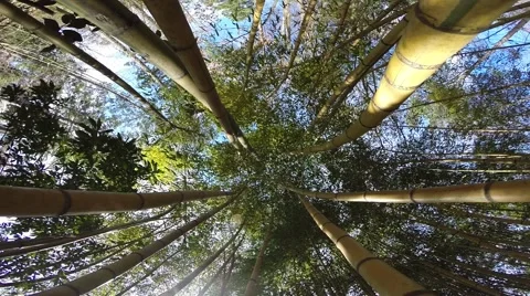 Bamboo Forest Stock Footage 51891856