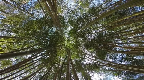Bamboo Forest Stock Footage 51891928
