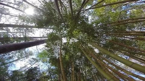 Bamboo Forest Stock Footage 51891995