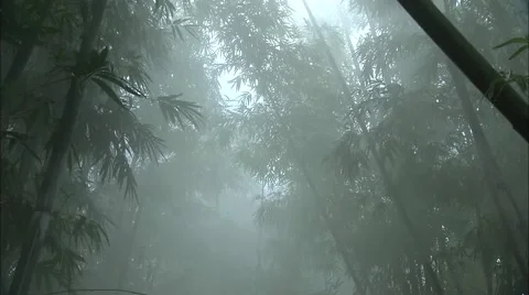 The bamboo forest Video stock 57321553