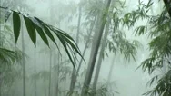 The Bamboo Forest Stock Footage