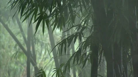 The bamboo forest  Video stock 57321576