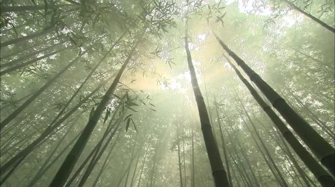 The bamboo forest  Stock Footage