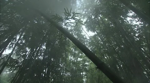The bamboo forest  Video stock 57321597