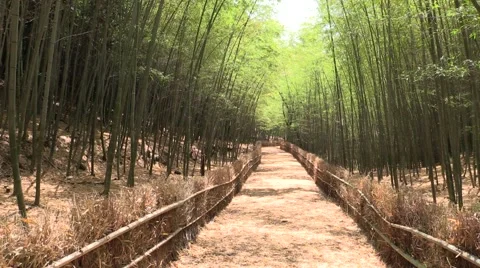 Bamboo forest Stock Footage 58954513