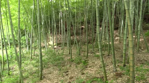 Bamboo forest Stock Footage 58954520