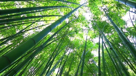 Bamboo forest Stock Footage 63296546