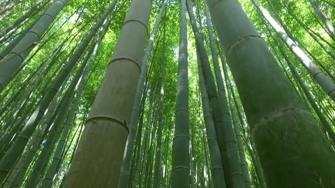 Bamboo Forest Stock Footage 73332472