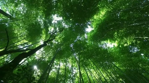 Bamboo Forest Stock Footage 73332531