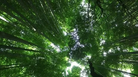 Bamboo Forest Stock Footage 73332569