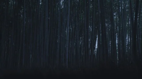 Bamboo forest Stock Footage 84584052