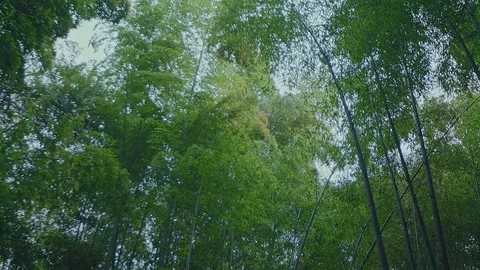 Bamboo forest Stock Footage 84586698