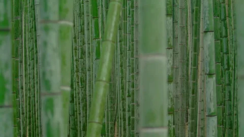 Bamboo forest Stock Footage 84591130