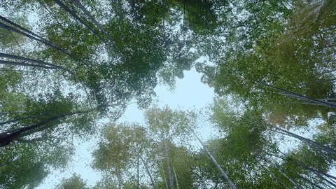 Bamboo forest. Stock Footage 84591713