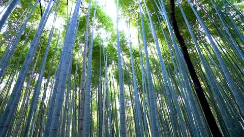 Bamboo forest Stock Footage 105052683