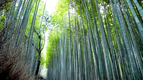 Bamboo Forest Stock Footage 105052814