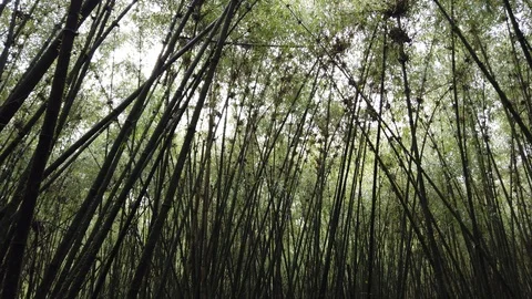 Bamboo forest Stock Footage 125134507
