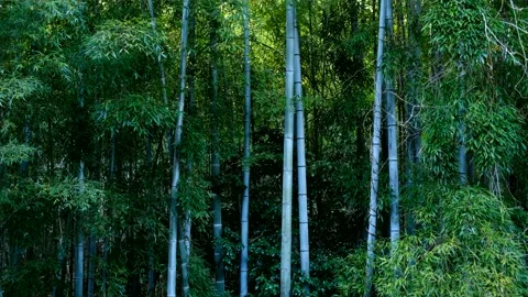Bamboo Forest Stock Footage 177829176