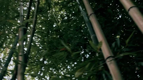 Bamboo forest Stock Footage 182326471