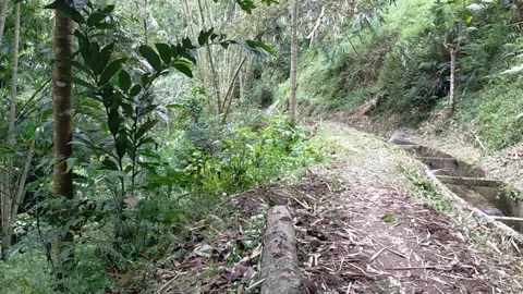 Bamboo forest Video stock 218440955