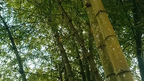 Bamboo forest Stock Footage 226143627