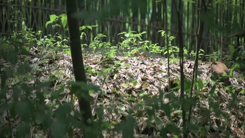 Bamboo forest Stock Footage 243371565