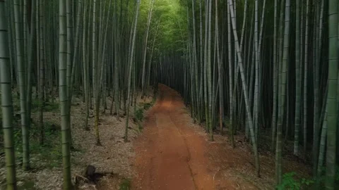 Bamboo forest Stock Footage 264874254