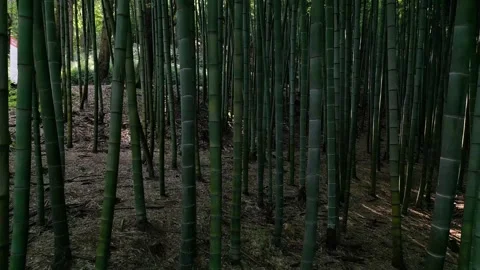 Bamboo forest Stock Footage 264874492