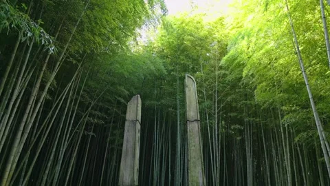 Bamboo forest Stock Footage 264874514