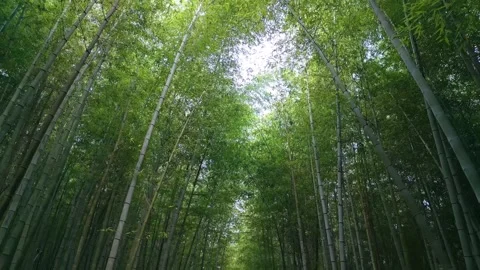 Bamboo forest Stock Footage 264874630