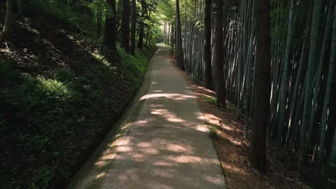 Bamboo forest Stock Footage 264874660