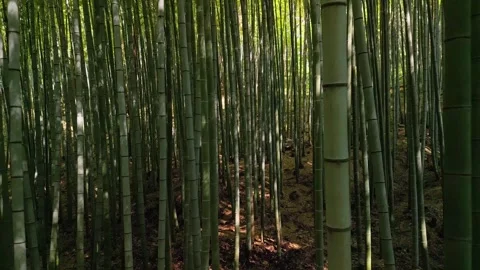 Bamboo forest Stock Footage 264874724