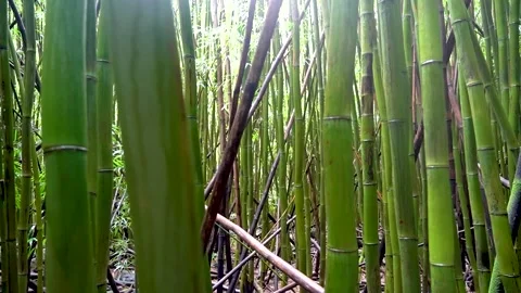 Bamboo Forest Video stock 273345839