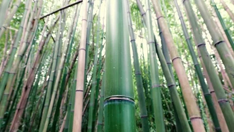 Bamboo Forest  Stock Footage 285874256
